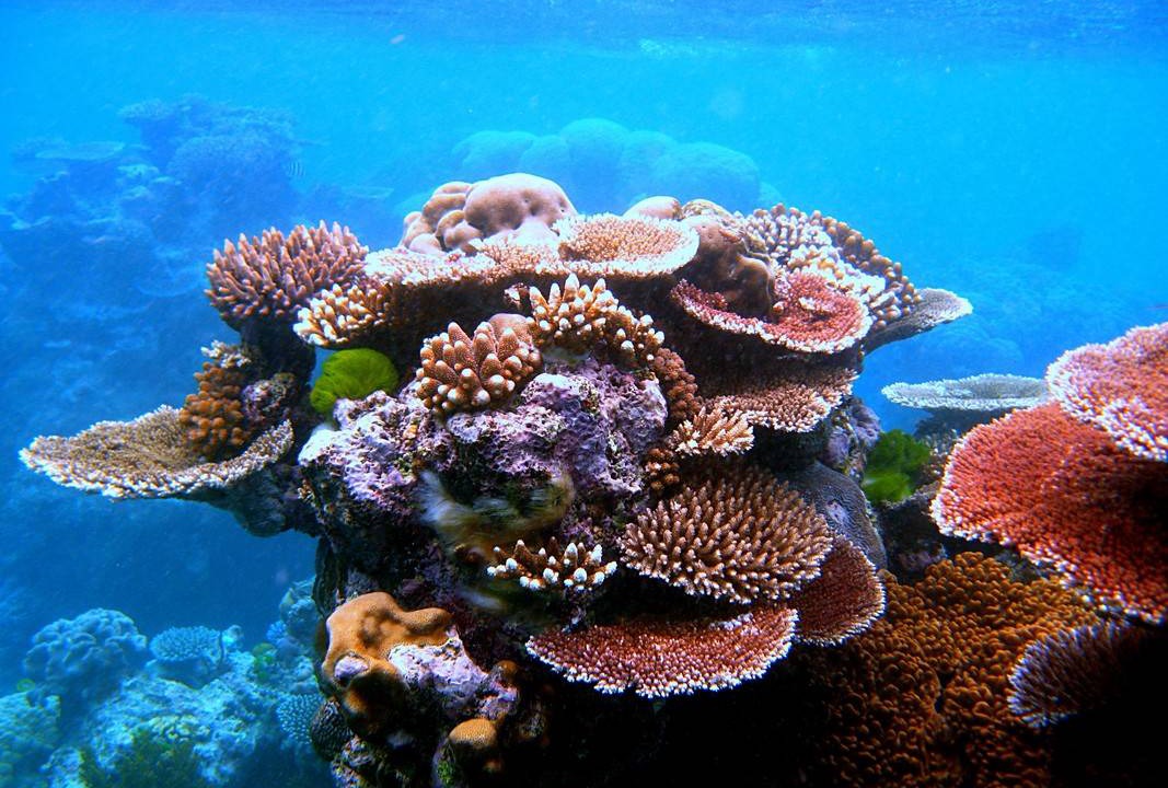 Photo of Others in Rasdhoo
