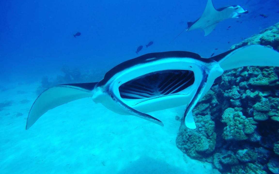 Photo of Others in Rasdhoo