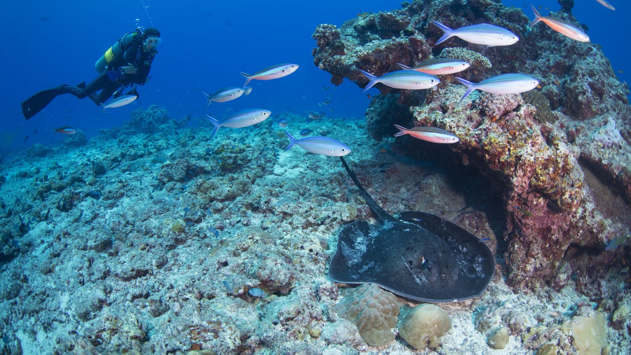 Photo of Others in Manafaru Island