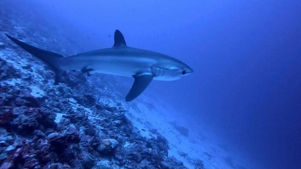 Photo of Others in Fuvahmulah