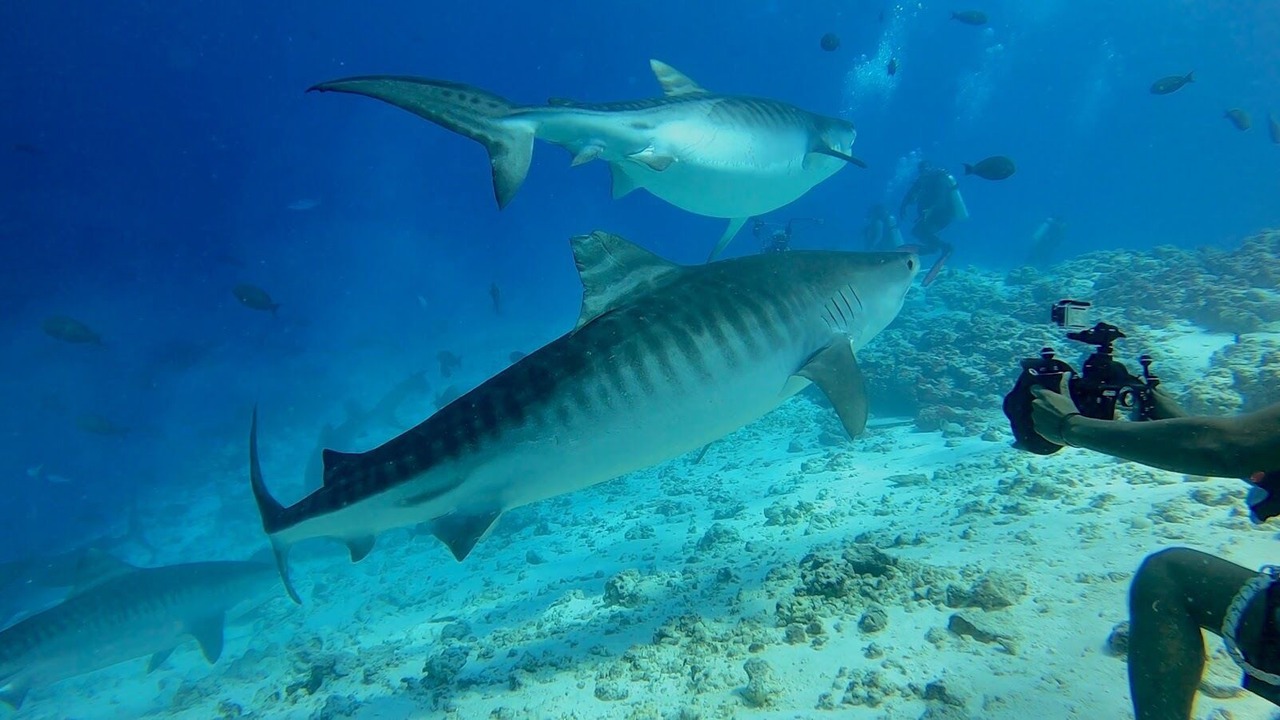 Photo of Others in Fuvahmulah