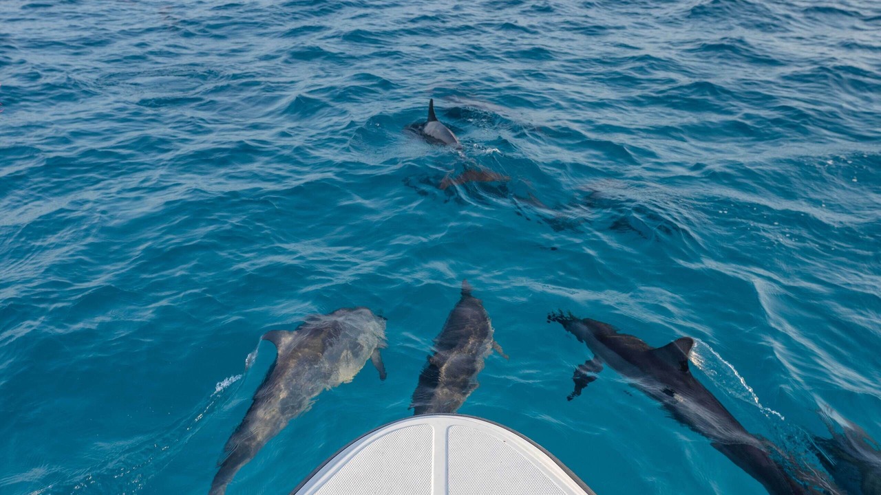 Photo of Others in Gaafaru