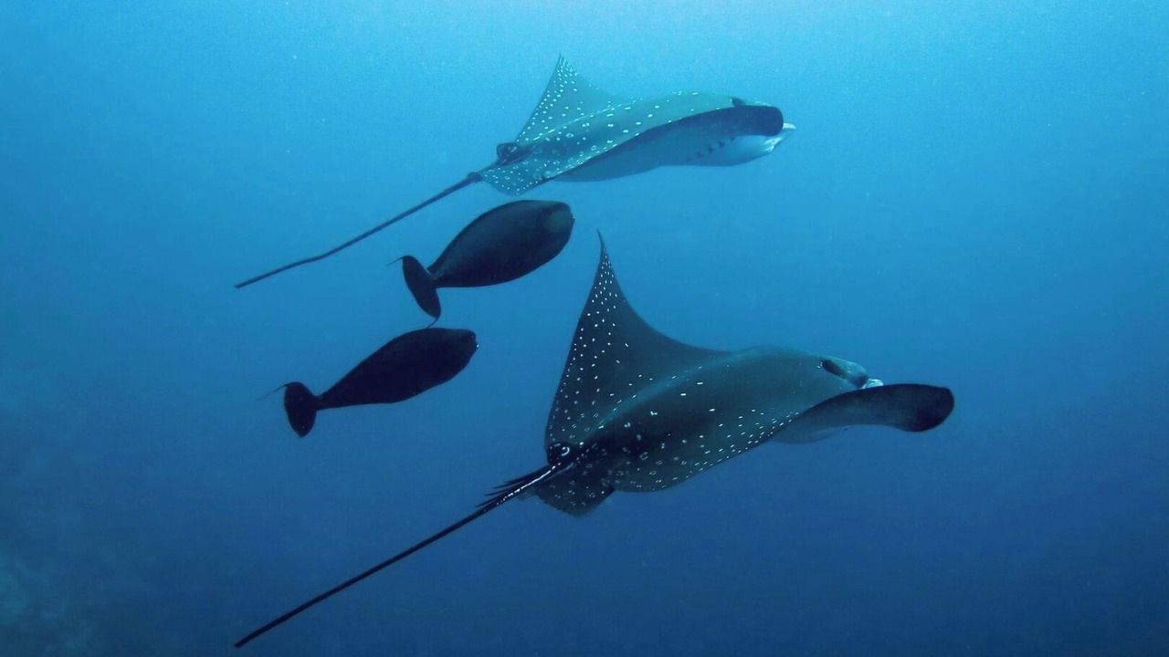 Photo of Others in Rasdhoo