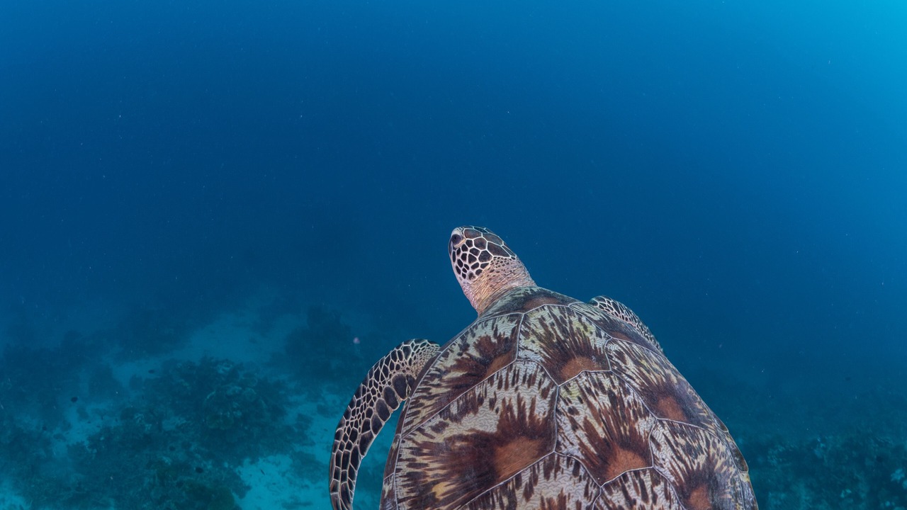 Photo of Others in Kagi Island