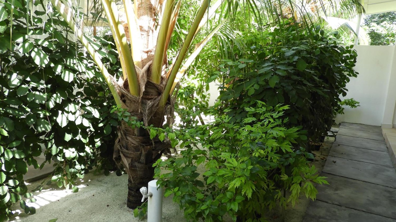Photo of Outdoor in Thoddoo