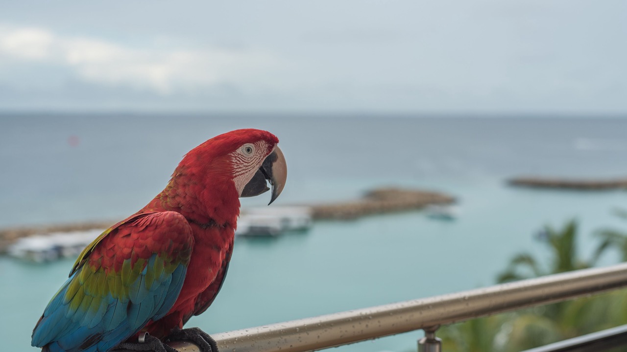 Photo of Others in Maafushi