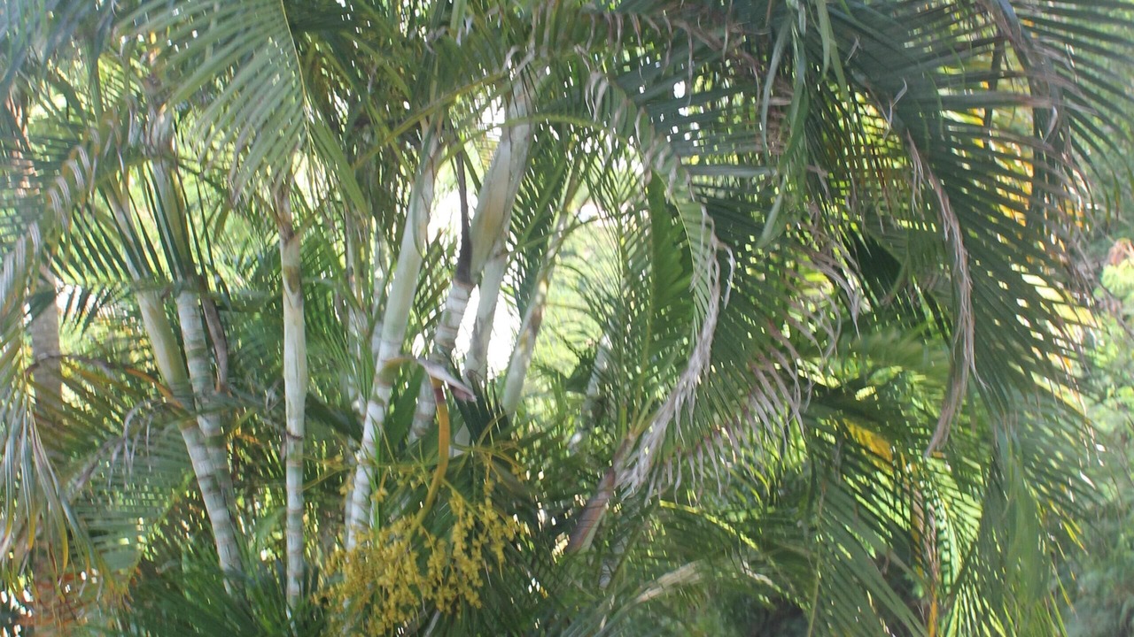 Photo of Outdoor in Belmont