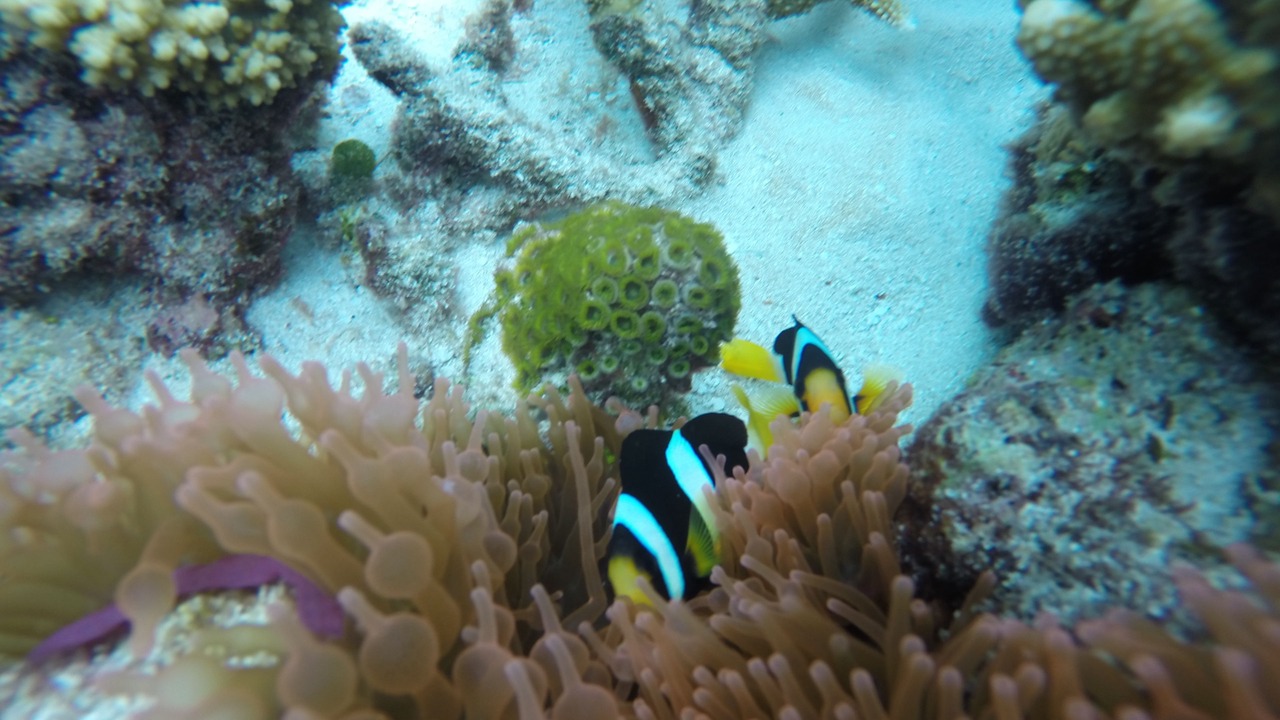 Photo of Others in Maafushi