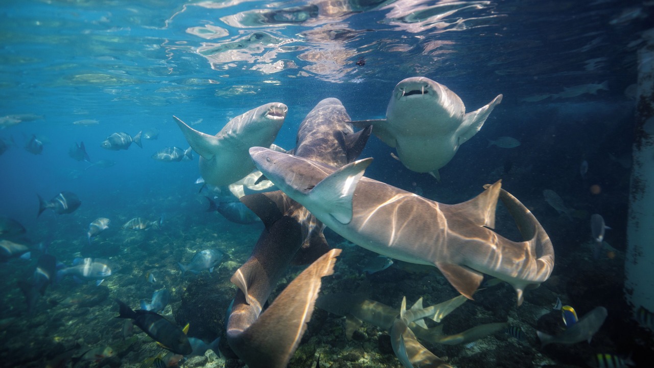 Photo of Others in Thulusdhoo Island