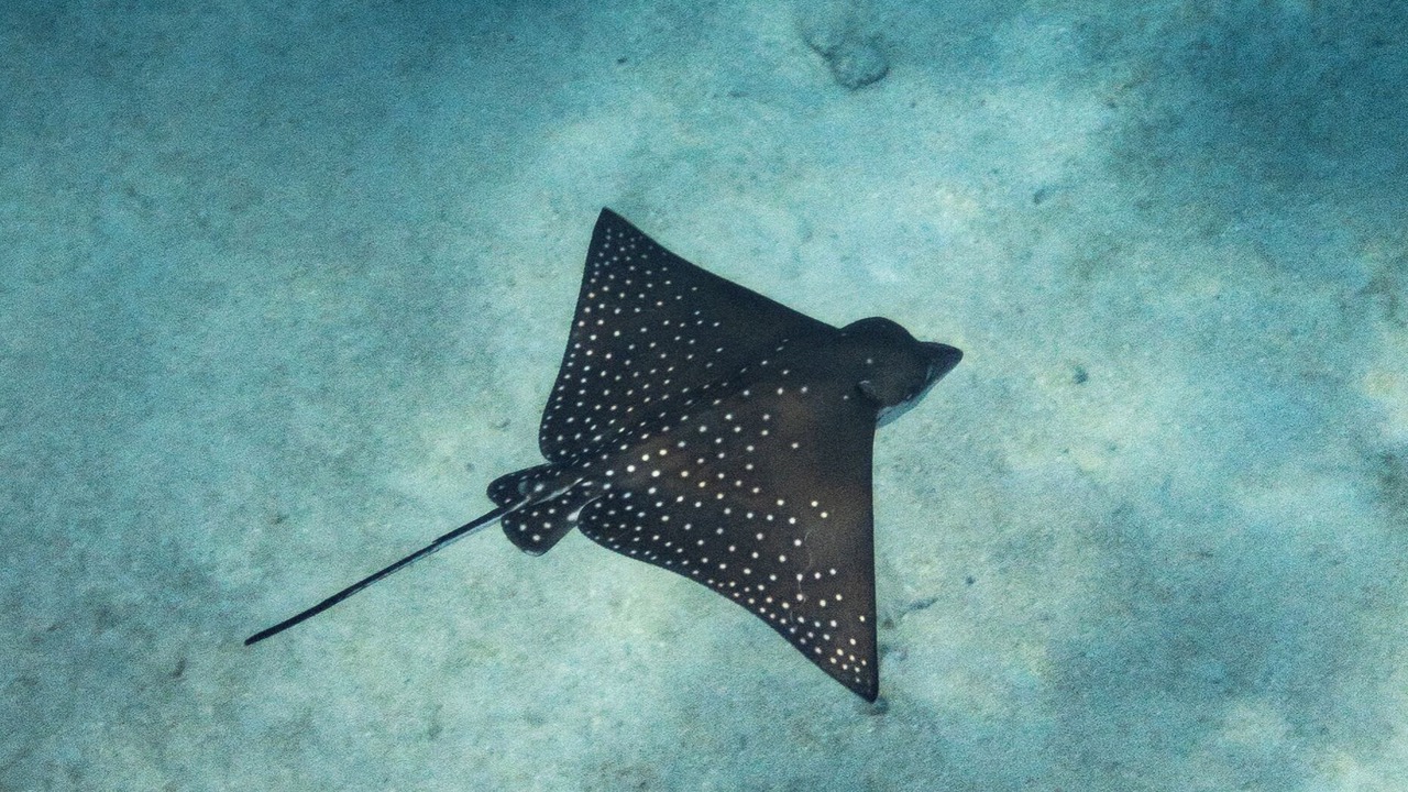 Photo of Others in Thulusdhoo Island