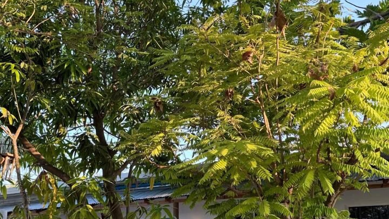 Photo of Others in Dhiffushi