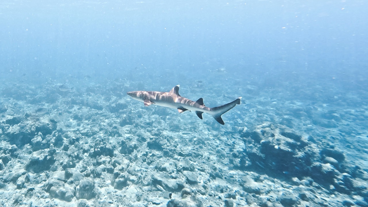 Photo of Others in Kudahuvadhoo