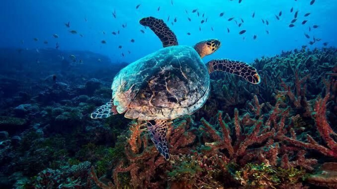 Photo of Others in Noonu Atoll