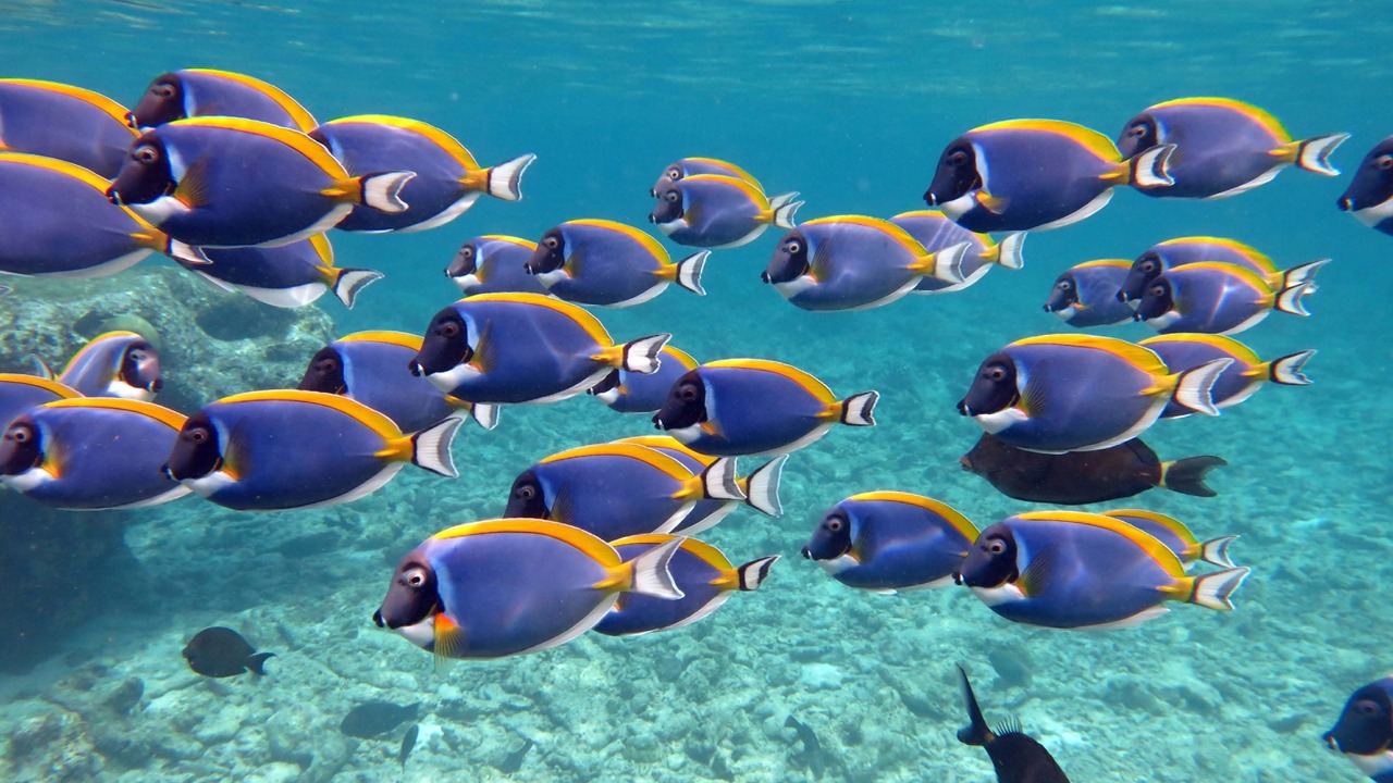 Photo of Others in Kuda Huraa