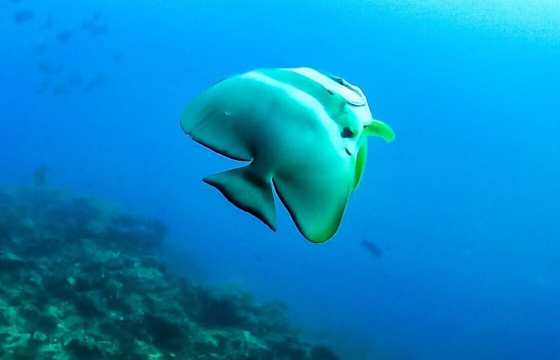 Photo of Others in Dharavandhoo