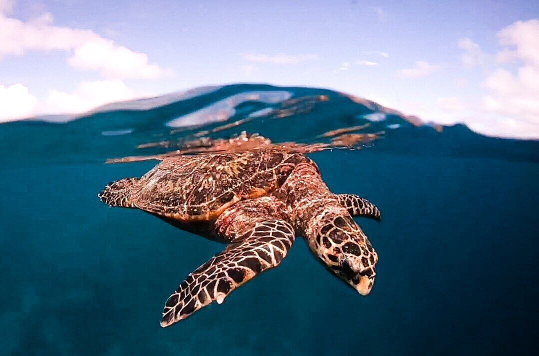 Photo of Others in Dharavandhoo