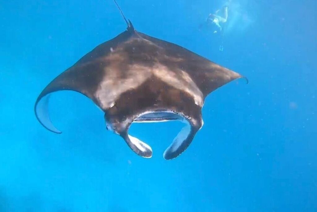 Photo of Others in Maafushi