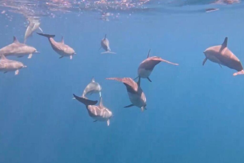 Photo of Others in Maafushi
