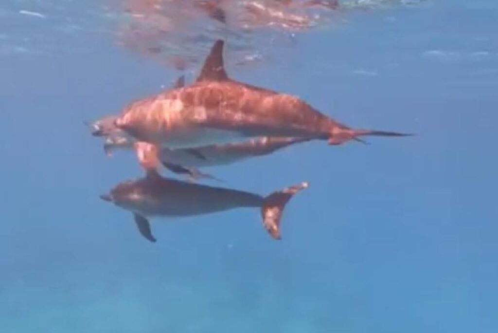 Photo of Others in Maafushi