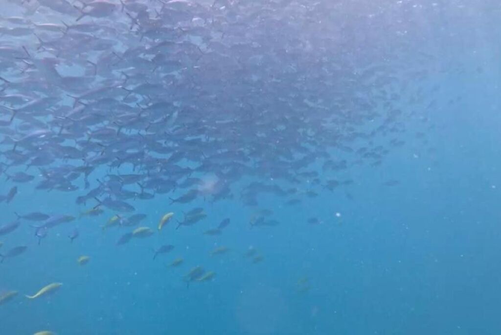 Photo of Others in Maafushi
