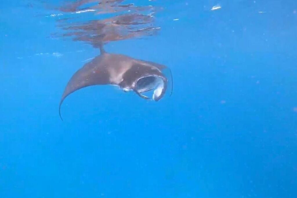 Photo of Others in Maafushi