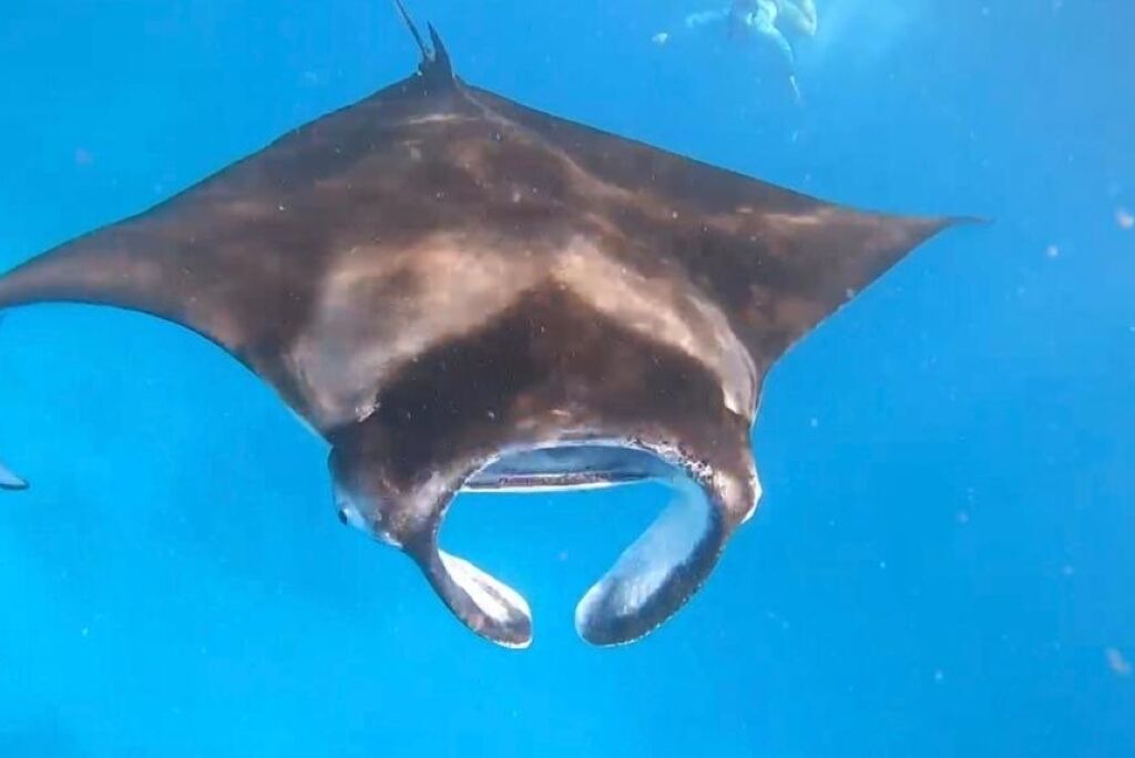 Photo of Others in Maafushi
