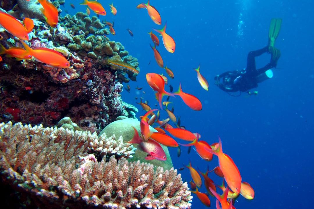 Photo of Others in Kandima Island