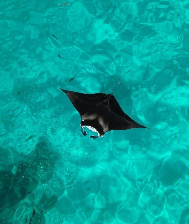 Photo of Others in Dhigurah