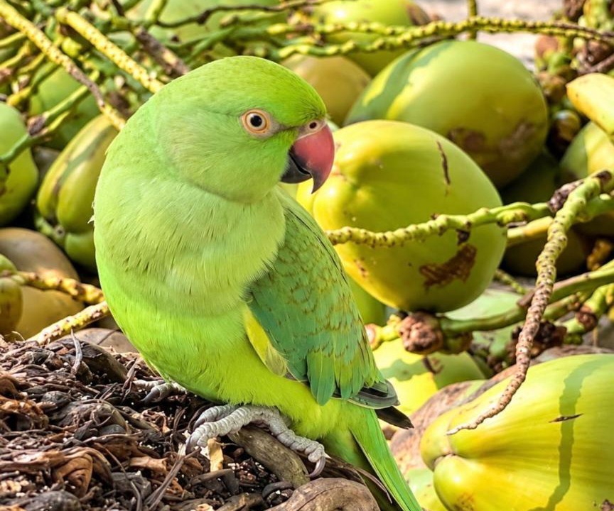 Photo of Others in Thoddoo