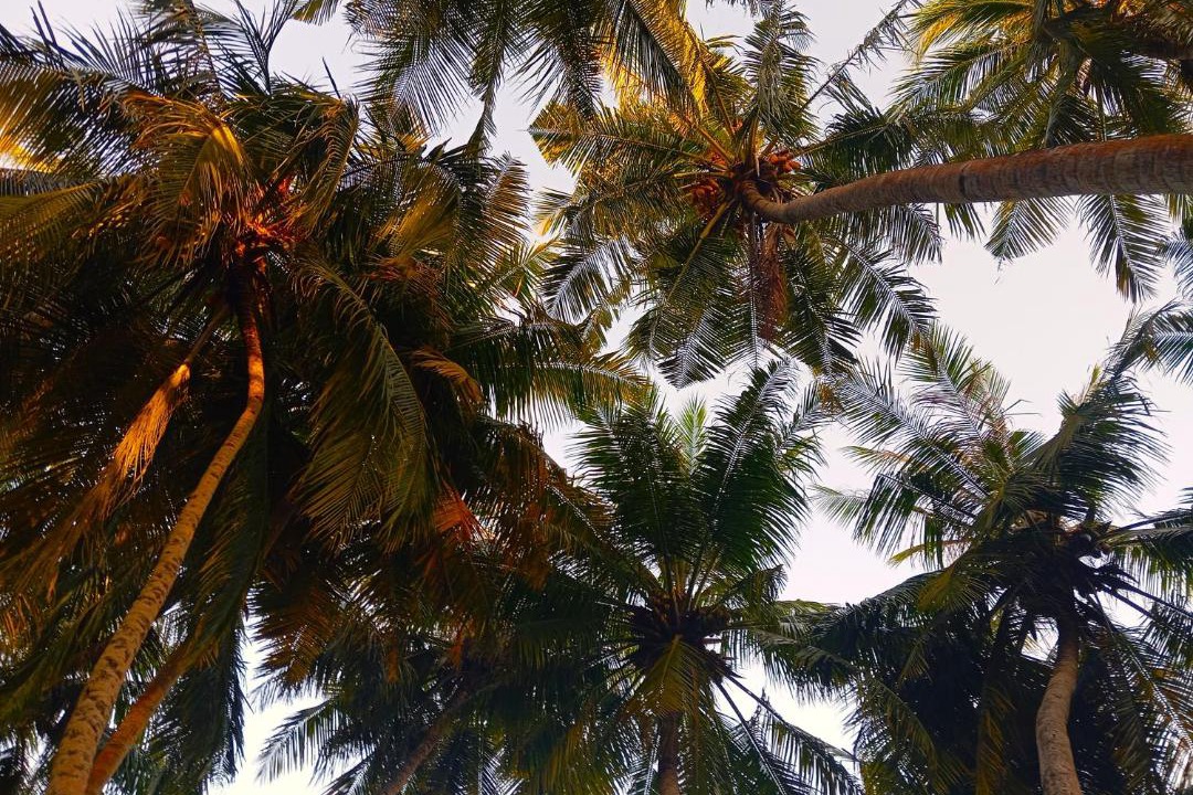 Photo of Others in Kamadhoo