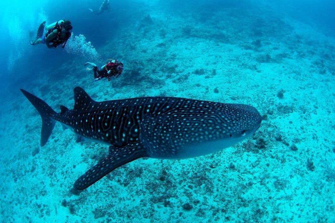 Photo of Others in Dhigurah