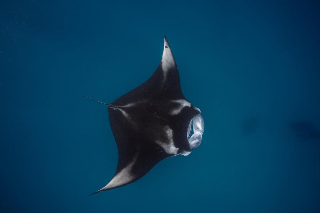 Photo of Others in Dharavandhoo