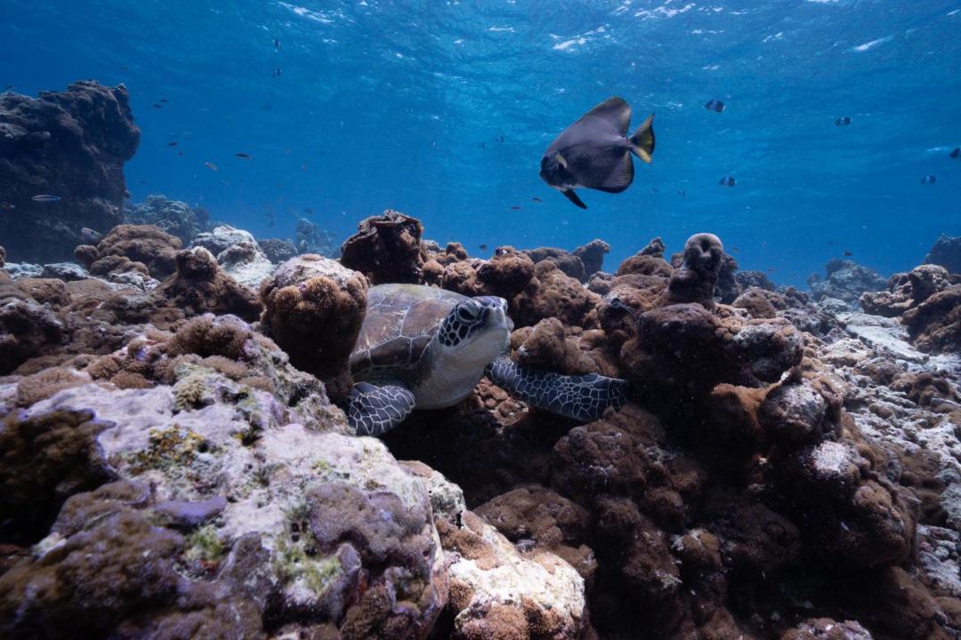 Photo of Others in Dharavandhoo