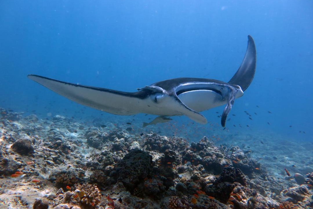 Photo of Others in Dhigurah