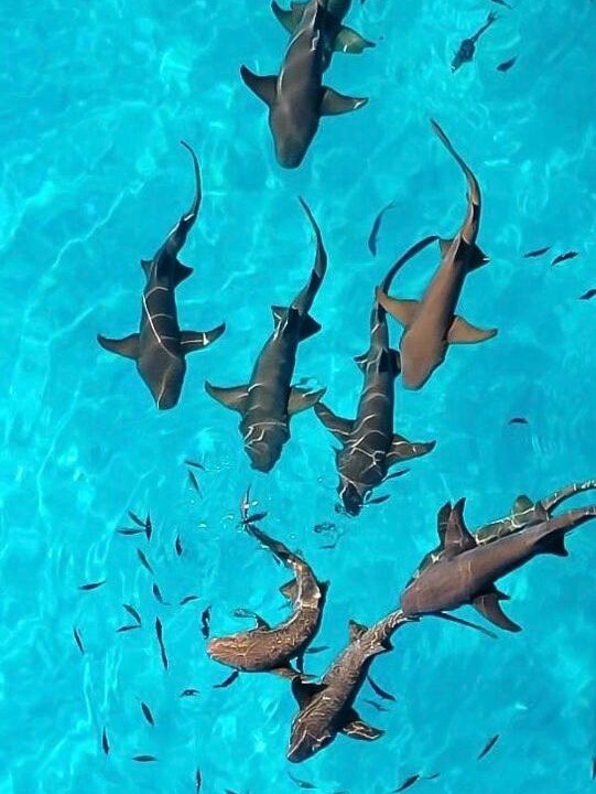 Photo of Others in Kendhoo