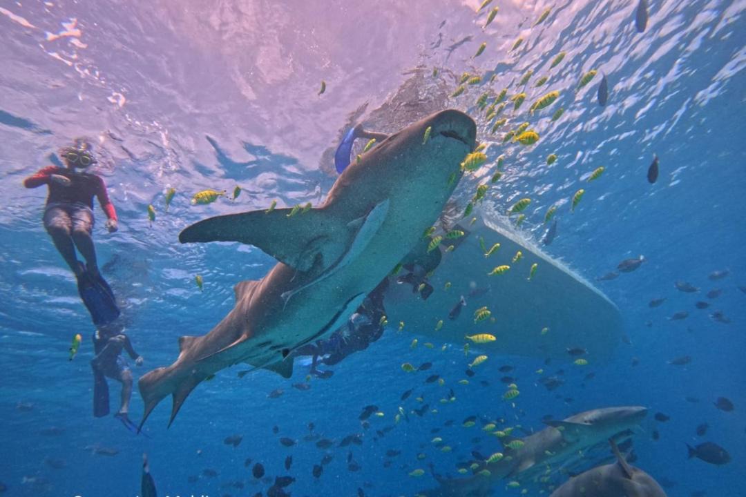 Photo of Others in Kudahuvadhoo