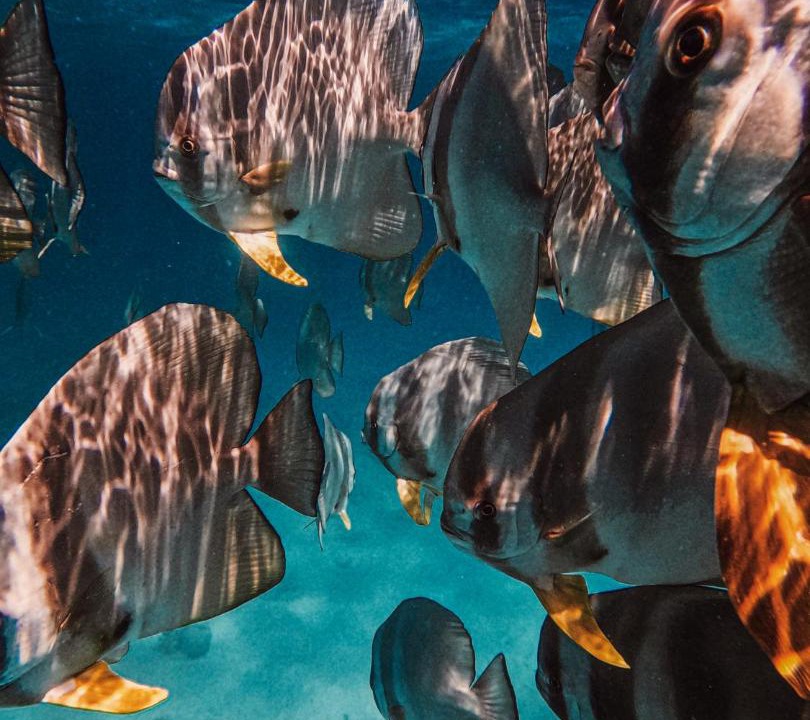 Photo of Others in Thulusdhoo Island
