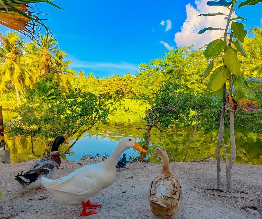 Photo of Others in Hulhudhoo