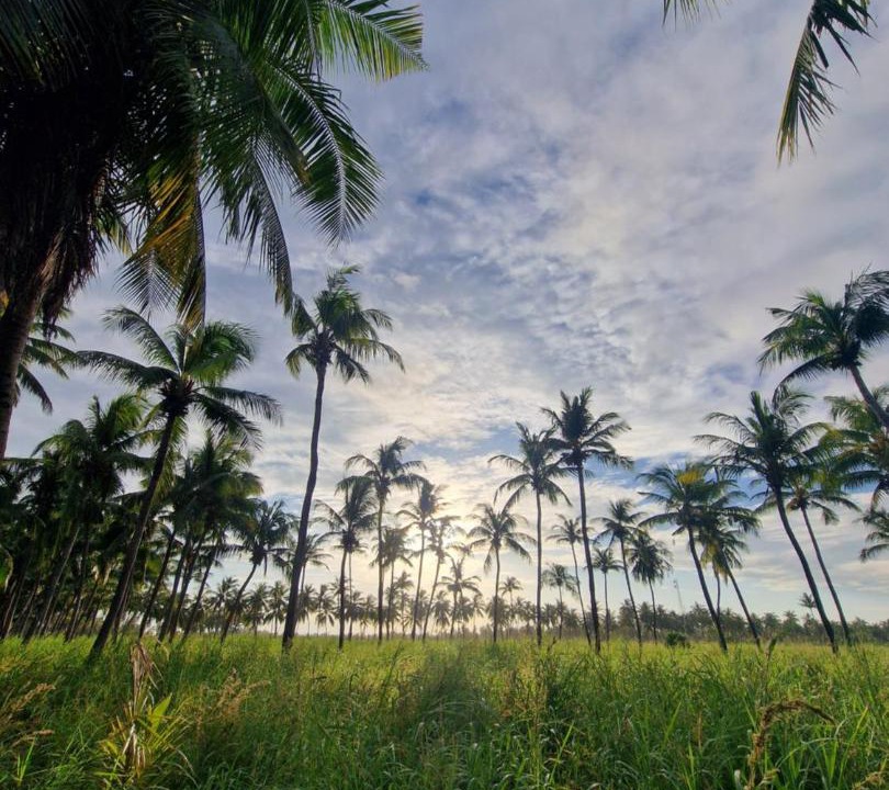 Photo of Others in Thoddoo