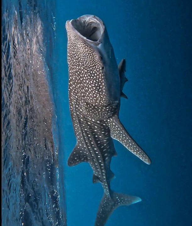 Photo of Others in Dhigurah