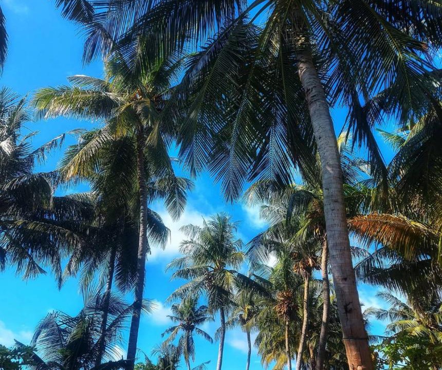 Photo of Others in Thoddoo