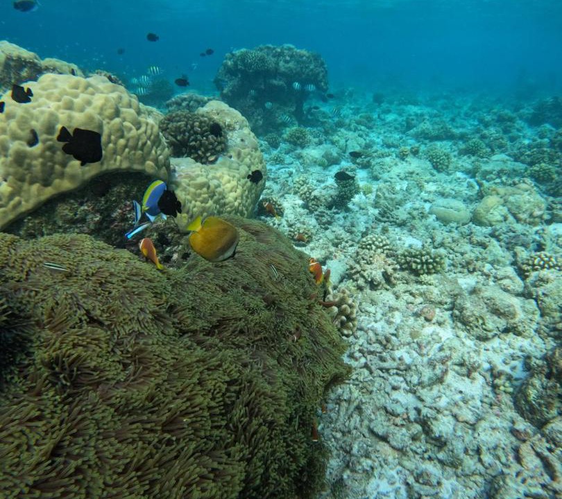 Photo of Others in Mahibadhoo