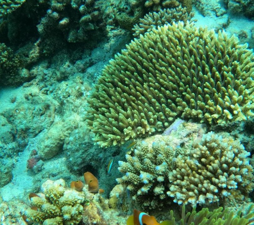 Photo of Others in Mahibadhoo
