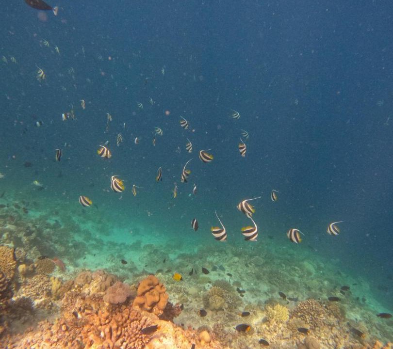 Photo of Others in Mahibadhoo