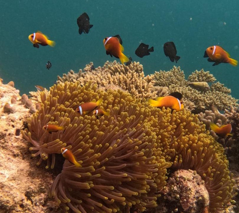 Photo of Others in Mahibadhoo