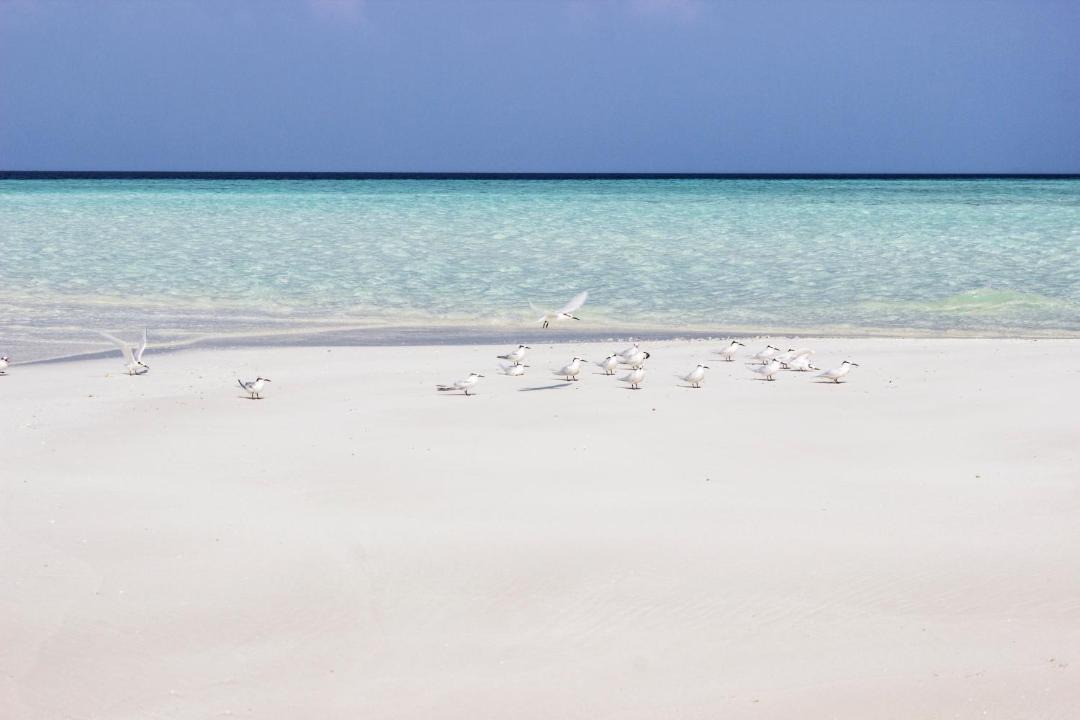 Photo of Others in Thoddoo