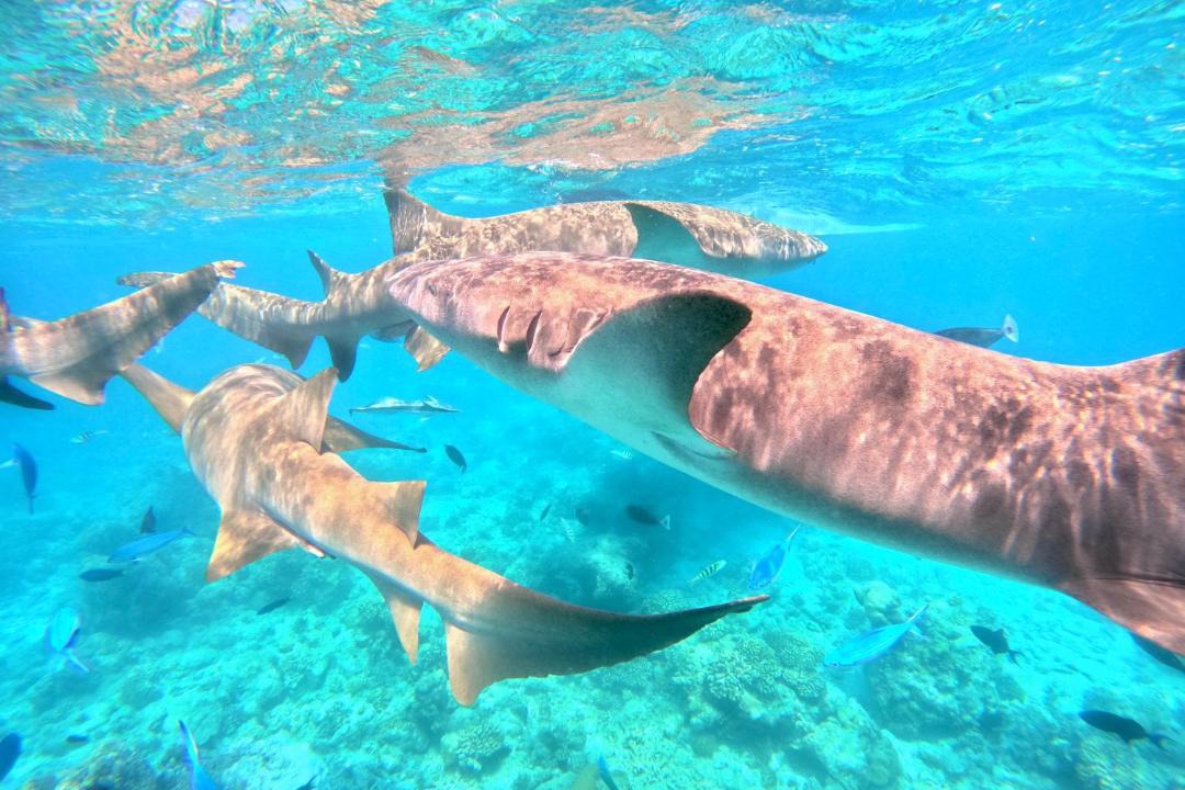 Photo of Others in Bodufolhudhoo