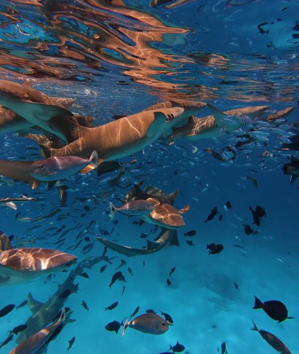 Photo of Others in Maafushi