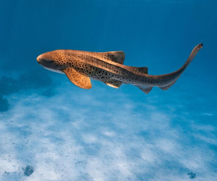 Photo of Others in Maafushi