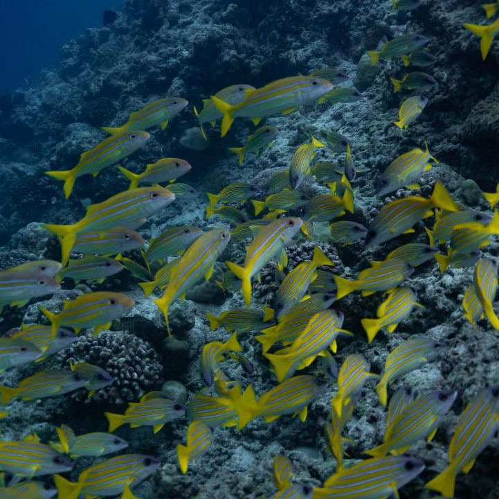 Photo of Others in Maalhos